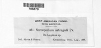 Sorosporium astragali image